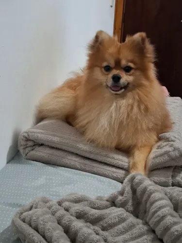 Spitz alemão