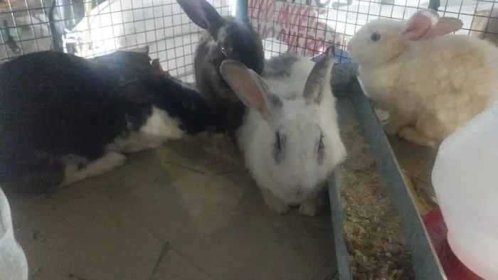 Coelhos