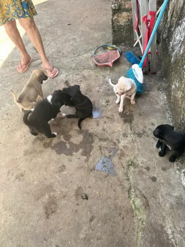 DOAÇÃO DE FILHOTES