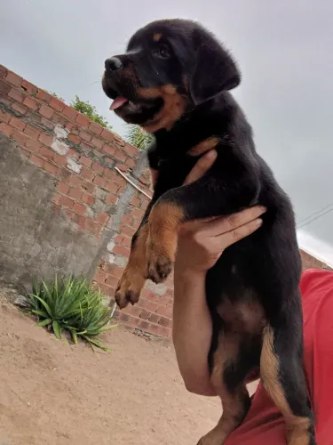 Rottweiler