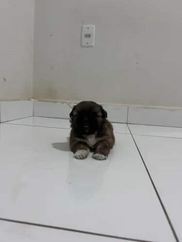 Shitzu mini macho