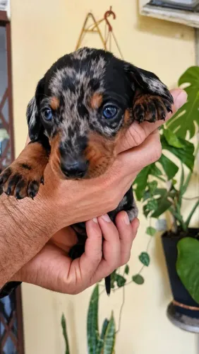 Salsicha mofadinha fêmea e macho 