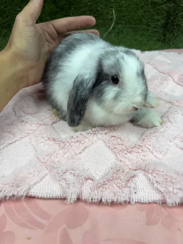 Coelhos Mini Lop - filhotes fofinhos