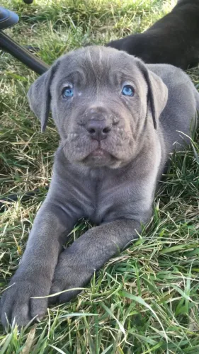 Cane Corso Presença que aquece o ambiente