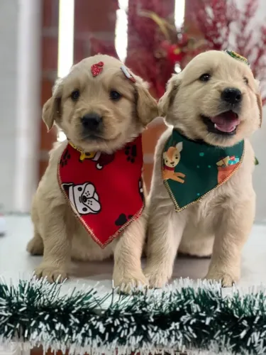 golden retriever fofos