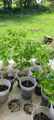 Mudas de Moringa Oleifera