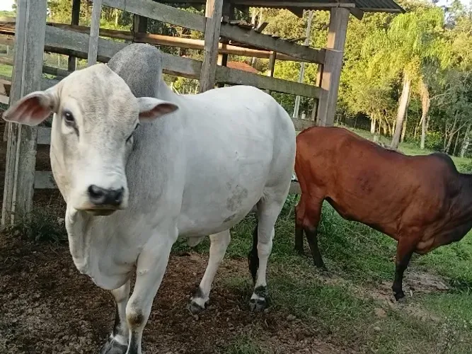 Boi e novilha gordo 