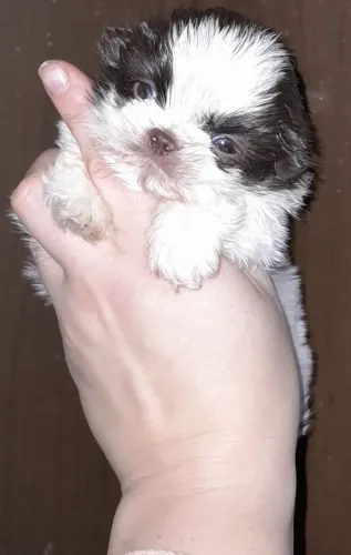 Shihtzu