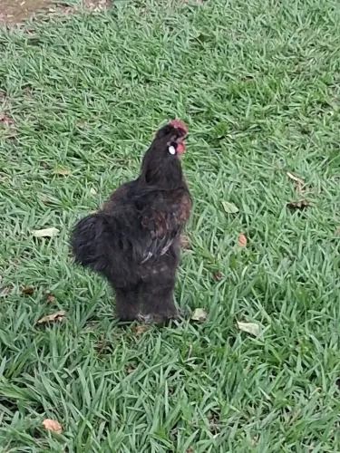 Vendo galinha e galo mestiço de Sedosa do Japão 