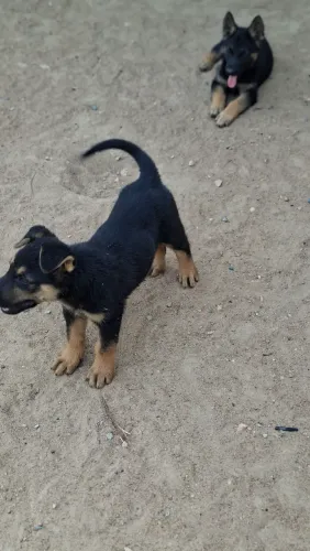 Vende se filhote pastor alemão