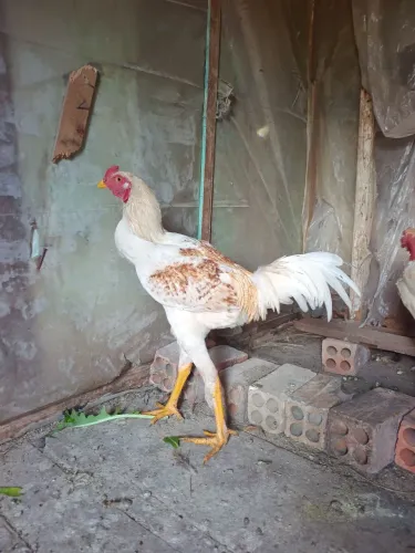 Frango índio e suro