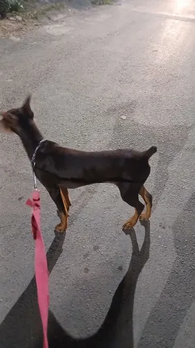 Doberman 5 meses