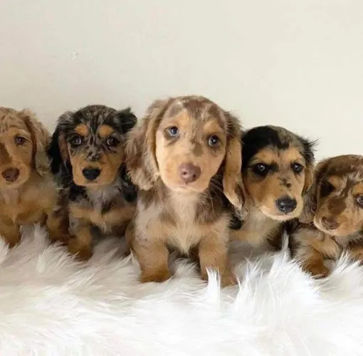 Lindos filhotes de Dachshund Teckel salsichinha pelo longo e pelo curto