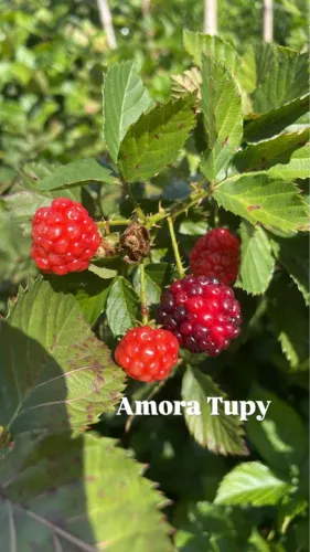 Mudas de Amora Tupy