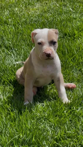 Filhote de pitbull Staffordshire