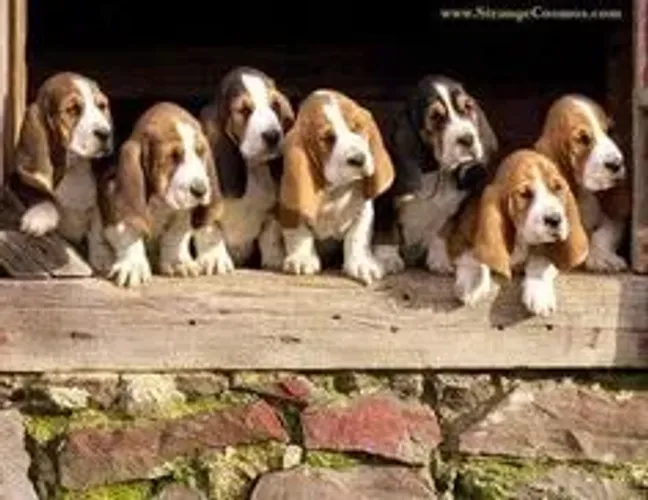 Lindos Basset Hound à Venda