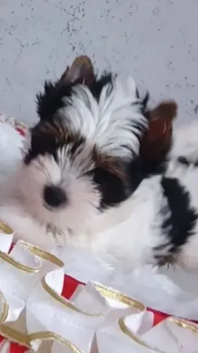 York Tricolor Micro - O filhote dos seus sonhos, pronto para um novo lar!