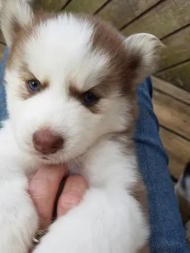 Filhote Husky Siberiano adora brincar no colo 