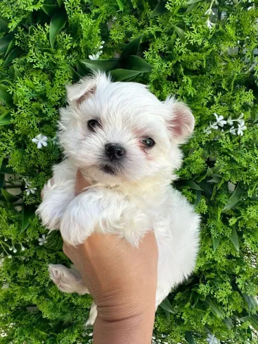  Maltês fofo e charmoso com pedigree 