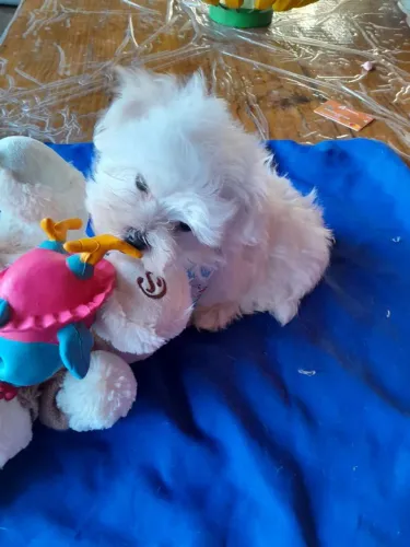 Filhote Maltês, Eles Já Estão Prontos Para Levar Amor Para Sua Família!