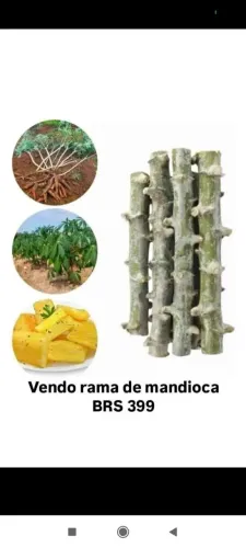 Rama de mandioca