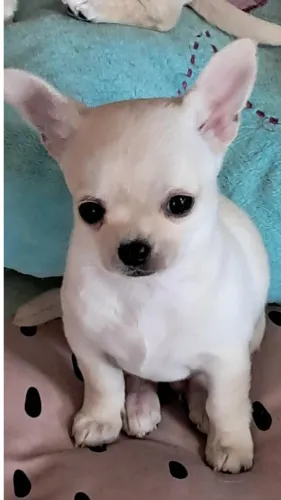 Chihuahua Filhote Branco - Manual Impresso, Vacina Ética e Pós-venda!