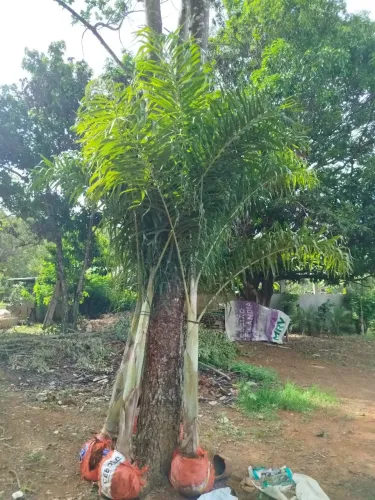 Promoção de palmeira Locuba 320 reais 