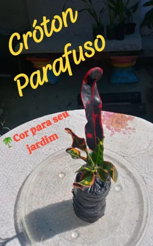 1 Cróton Gingha(Parafuso )- Folhas Coloridas