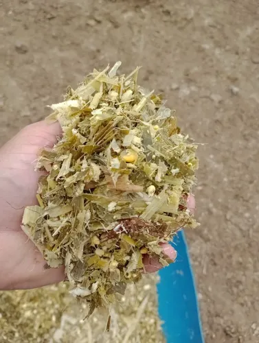 Silagem de Milho Integral