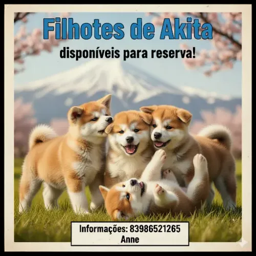 Filhotes de Akita disponíveis para reserva!