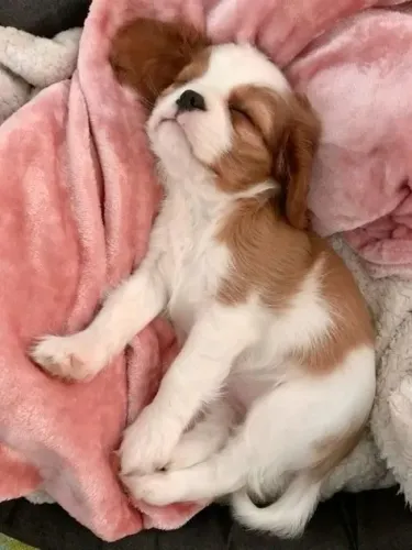 Cavalier King Filhotes na Cor bicolor, chocolate, tricolor