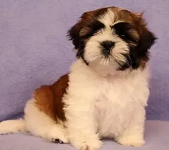 Shih-Tzu Fêmea cor Gold: Uma Filhote Radiante Cheia de Amor!