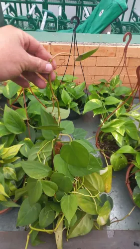Vendas materiais de paisagismos e jardim.