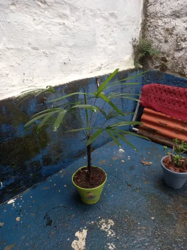 Pra decoração...