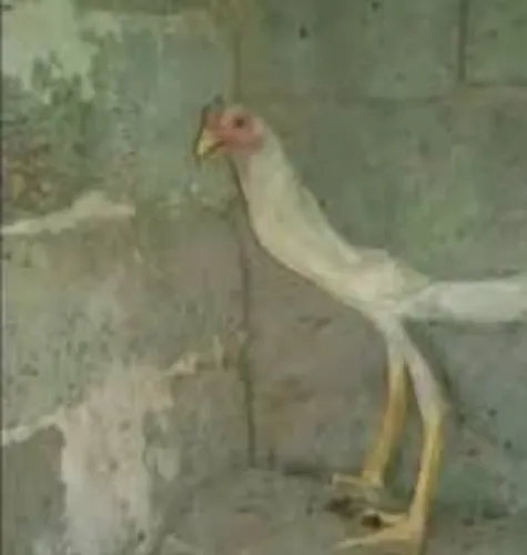 Galinha da Groenlândia