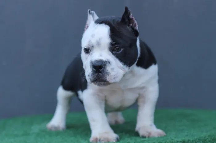 AMERICAN BULLY MICRO - MACHO
