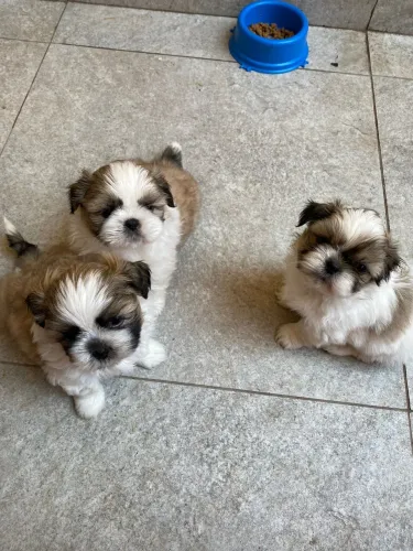 Shih tzu Mini puro fêmeas e machos 