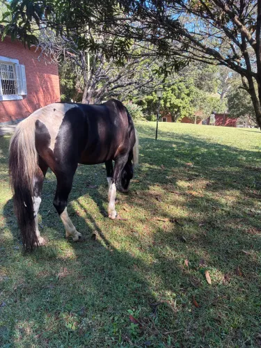 Cavalo MM - Registrado e Chipado