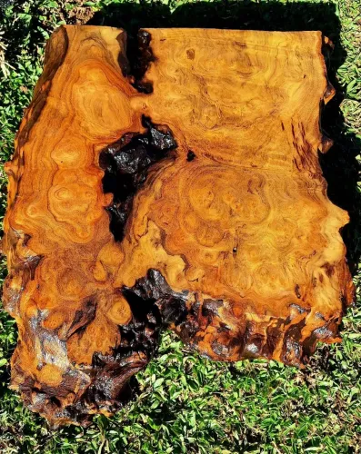 Madeira Burl de Imbuía peça bruta, 22,150kg