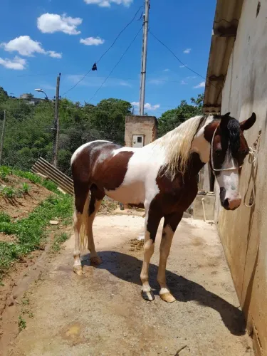 Cavalo mm pampa registrado 