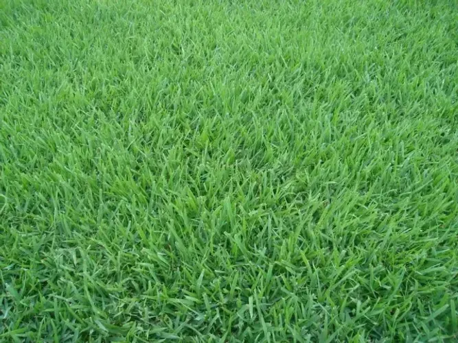 grama esmeralda