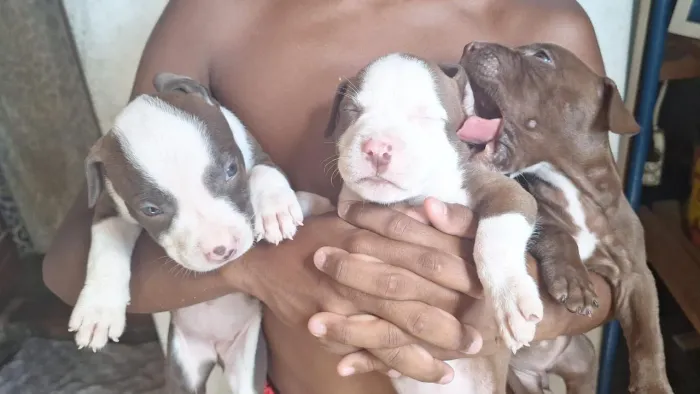Filhotes de pit bul