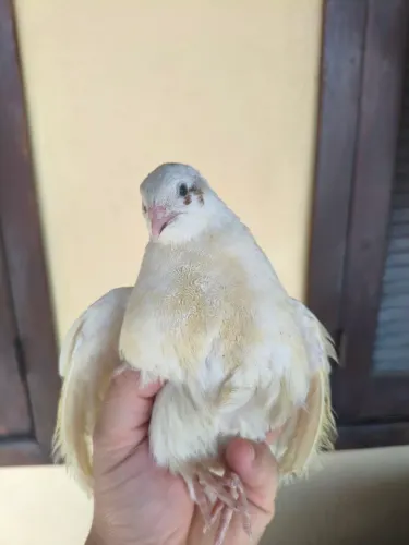 Codorna japônica e gigante
