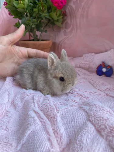 Coelhos anões de netherland Dwarf - padrão show 