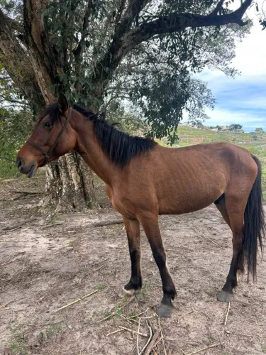 VENDE-SE CAVALO POLTRO