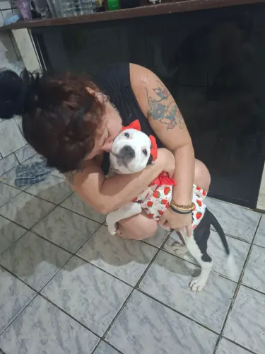 Vende-se PitBull femêa