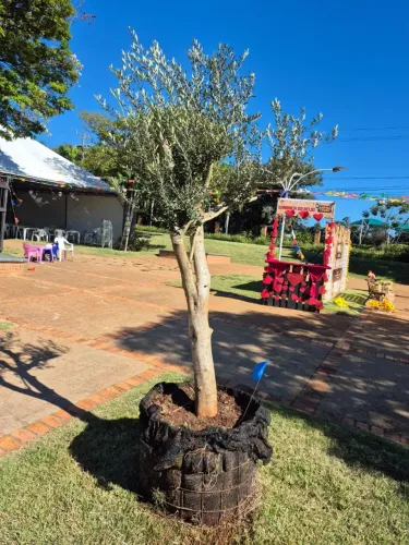 Oliveira adulta