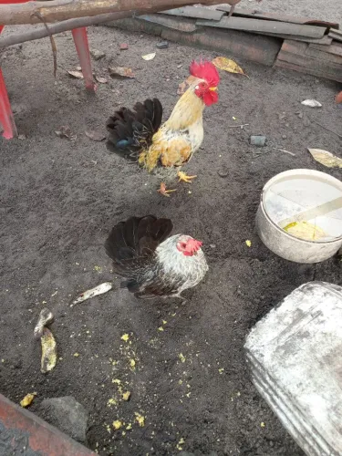 Ainda tem um casal de galinha da india