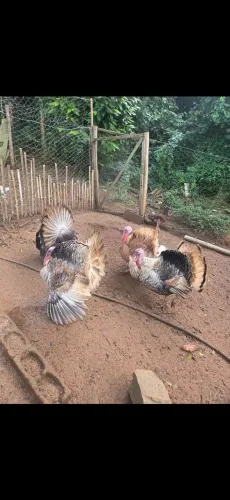 Peru macho