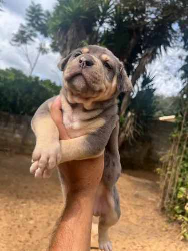 American bully
